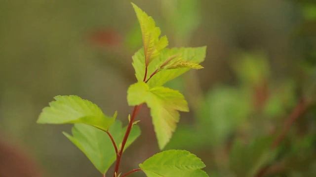 Пухироплідник Дартс Голд Арт:3715 смотреть онлайн