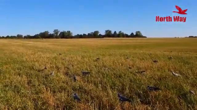 Чучела голубь Вяхирь Softplast, скорлупки вяхирь North Way смотреть онлайн