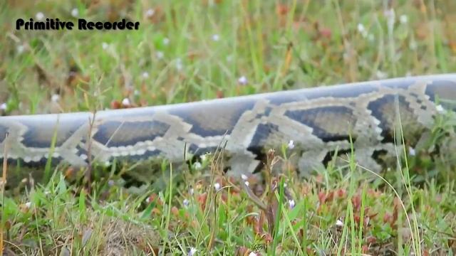 Terrifying! Brother Found Python Nest With Python Eggs How to catch python snake & Eggs смотреть онлайн