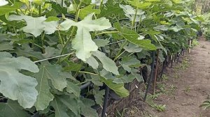 Удобрение  инжира