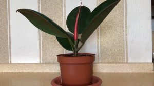 Фикус каучуконосный. Как я его укореняла