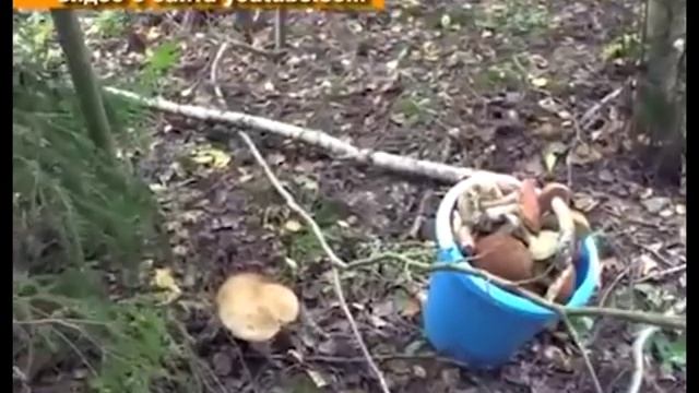 Балашовская семья отравились грибами смотреть онлайн