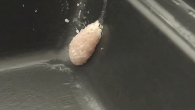 Чистка аквариума после хардкорного загрязнения смотреть онлайн