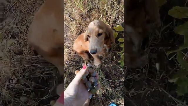 Прикол собака кушает виноград смотреть онлайн