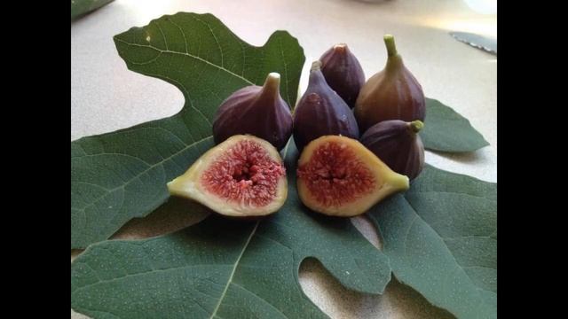 Как вырастить инжир в домашних условиях: посадка, уход, размножение смотреть онлайн