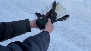 Питомник «Западный» Продажа племенных голубей(2-3 года) +7 (909) 667-53-00