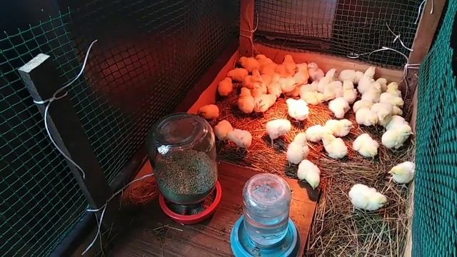 #Цыплята #Адлер серебристый,итоги #инкубирования яиц?Chickens Adler silver смотреть онлайн