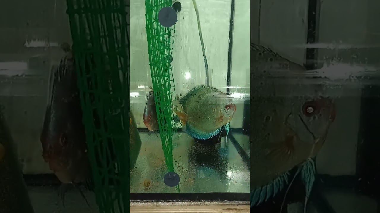 Дискусы Голубой Алмаз и мальки #discus #aquarium #аквариум #аквариумныерыбки смотреть онлайн