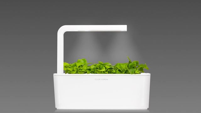 Petunia Timelapse: Click & Grow Smart Herb Garden