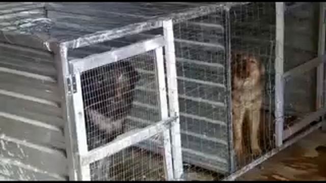 Герои рядом: приют для животных «Вторая жизнь» смотреть онлайн