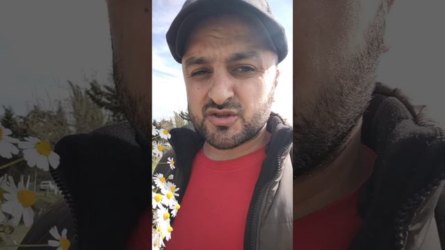 Рамашка лечит Печен смотреть онлайн