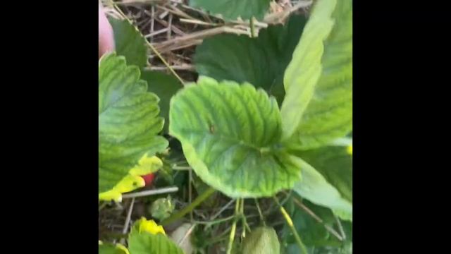 Клубника сорт Азия , характеристика ягоды , вес , плодоношения#моєгосподарство #клубничныйбизнес смотреть онлайн