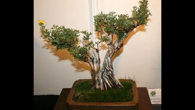 Potentilla fruticosa Bonsai - Shrubby Cinquefoil, Potentilla, Tundra Rose смотреть онлайн
