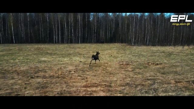 ФОТООХОТА С ДРОНА || Лоси || Смоленская обл. || Май 2021 || DJI MAVIC AIR 2 смотреть онлайн