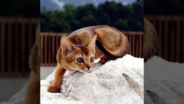 просветление/медитация/ Всегда доступно. ч.2 А какая будет следующая? смотреть онлайн