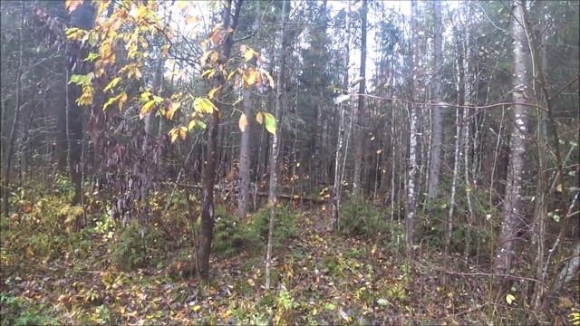 Охота на зайца. Выезд 25.09.23г. смотреть онлайн