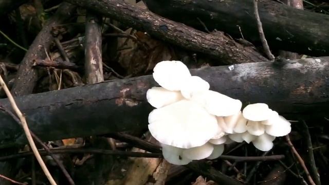 oyster mushroom for hypertension, cholesterol, diabetes, allergies, eczema смотреть онлайн