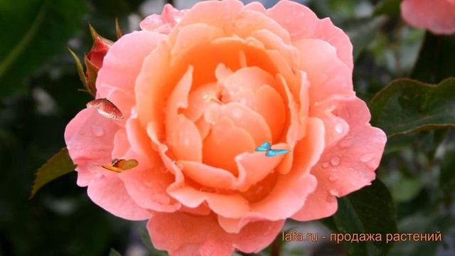 Роза флорибунда Мари Кюри (rose marie curie) ? Мари Кюри обзор: как сажать, саженцы розы Мари Кюри смотреть онлайн