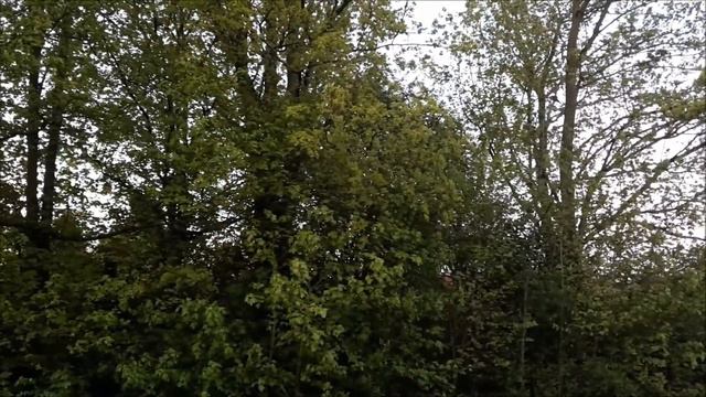 вспомним весну, пение птиц смотреть онлайн