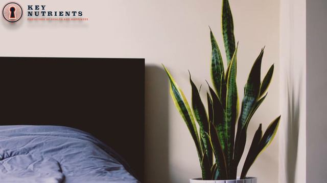 7 Plants to Help Fight INSOMNIA. смотреть онлайн