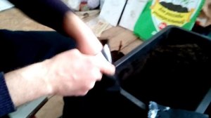 Укоренение черенков винограда. Посадка черенков в контейнеры.