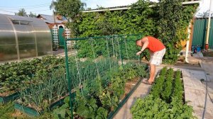 Разборная шпалера для огурцов в открытом грунте. Посадка и выращивание