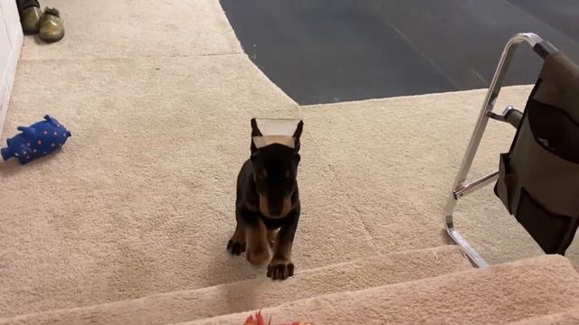 Doberman 9 weeks training смотреть онлайн