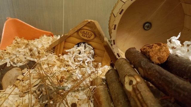 Правила содержания для хомяка | как ухаживать за хомяком смотреть онлайн