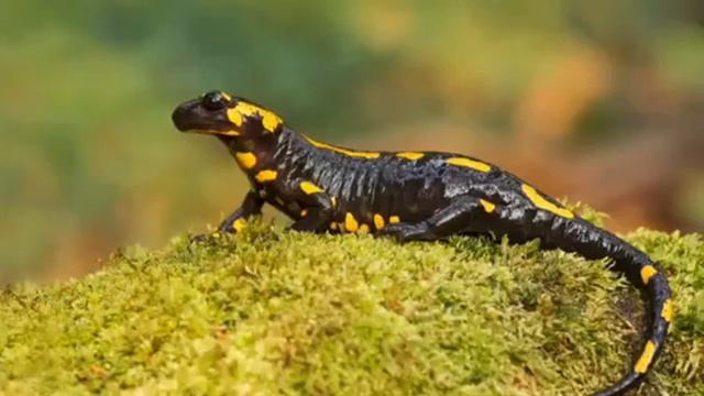 ВЫСШАЯ МАГИЯ ОГНЯ.часть 1. смотреть онлайн