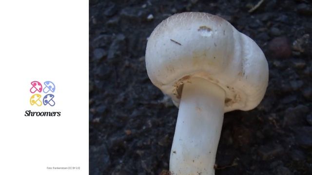 Karbol-Champignon (Agaricus xanthodermus) | Sensorik | Praktisches Kurzprofil | Shroomers смотреть онлайн