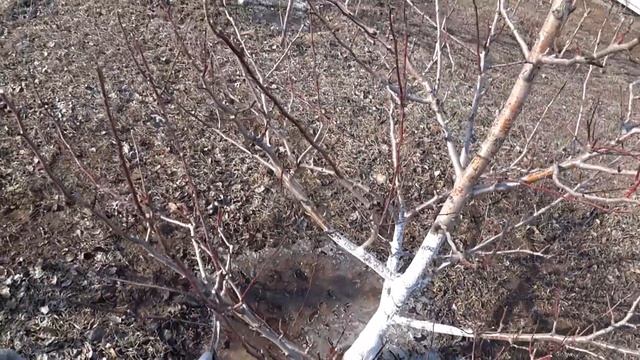 Как сформировать идеальную крону у груши смотреть онлайн