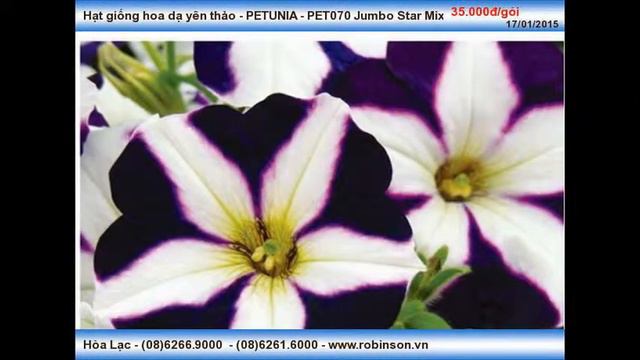 Hạt hoa dạ yên thảo - PETUNIA - PET070 Jumbo Star Mix смотреть онлайн