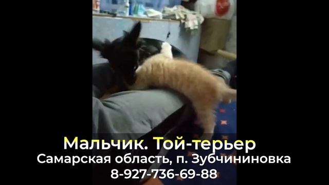 Пропала собака ! Мальчик , Самарская область , п. Зубчаниновка смотреть онлайн