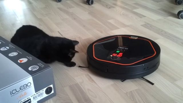 Кошка и робот пылесос смотреть онлайн
