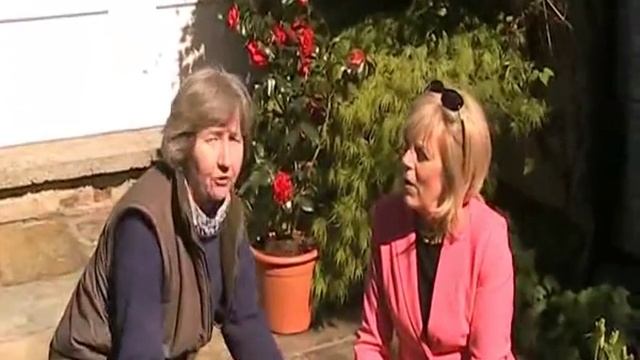 Brunnera macrophylla смотреть онлайн