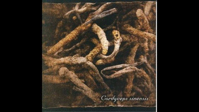 Lycaon - Cordyceps sinensis смотреть онлайн