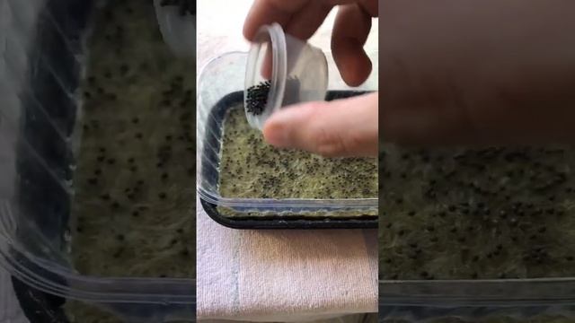 Витаминная микрозелень брокколи за неделю. Выращивай с нами! смотреть онлайн