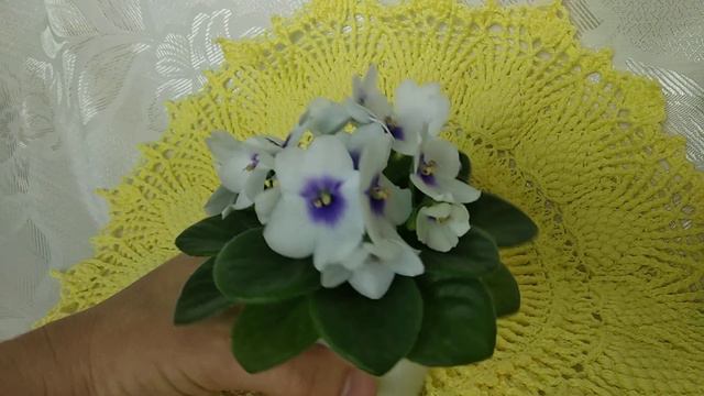 Огляд сорту ЛЕ-Мятная Прохлада смотреть онлайн