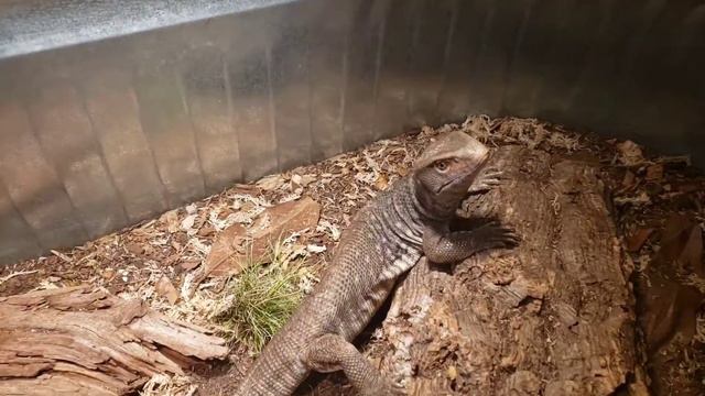 Savannah monitor// 3 months with no food and 2 new babies. смотреть онлайн