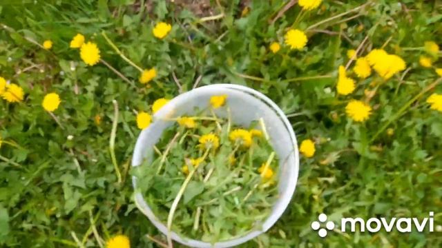 38. Бродилка//Растения будут ВАМ благодарны//Тепла нет//Пасынки на томатах прут! смотреть онлайн