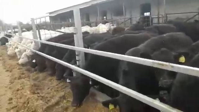 Тёлки породы Шароле, Лимузин и Абердин-ангусс. Все девчата 2020 г.р. Купить можно! смотреть онлайн