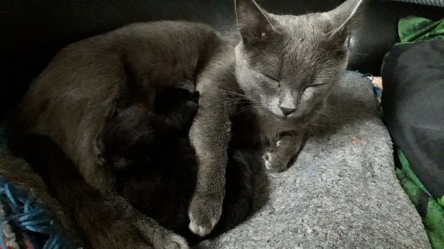 котята кушают смотреть онлайн