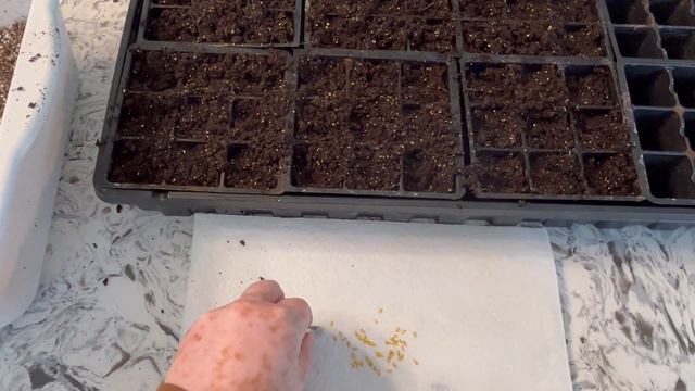 How To Plant Lavender Geranium Seeds For Spring смотреть онлайн