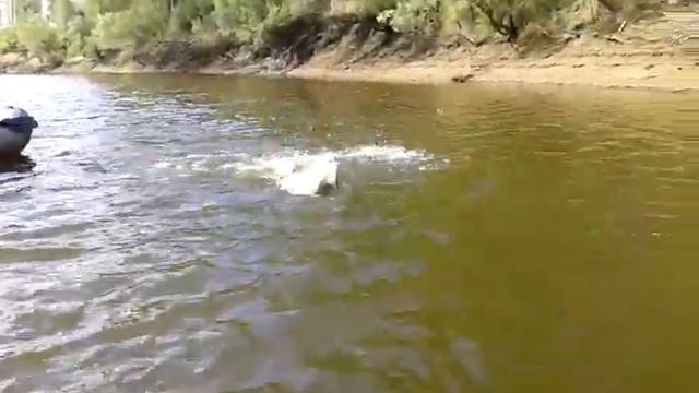 Щука 21кг на спиннинг. Река Сосьва. Романово. смотреть онлайн
