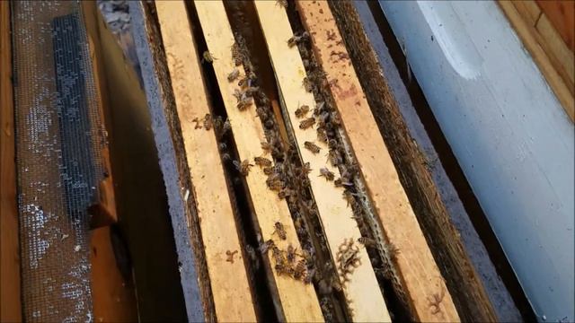 2 матки в улье???? смотреть онлайн