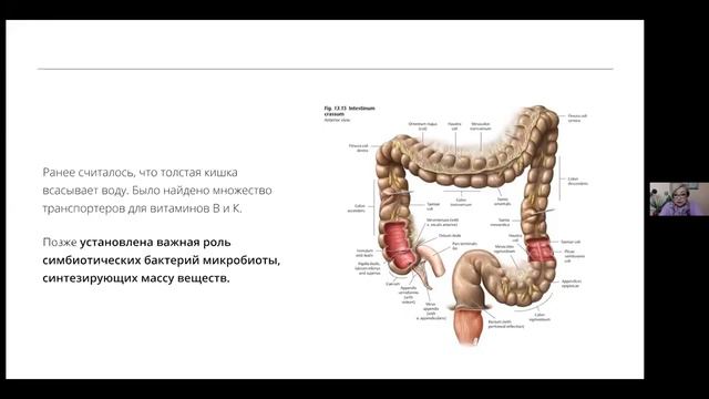 Желудочно-кишечный тракт как пищевой конвейер смотреть онлайн