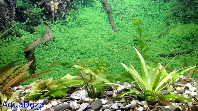 Температура воды для аквариумных рыбок. смотреть онлайн