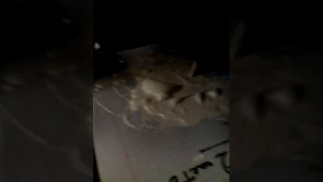 Белуха 2 смотреть онлайн