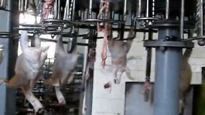 Оборудование переработки птицы,удаление зоба.avi