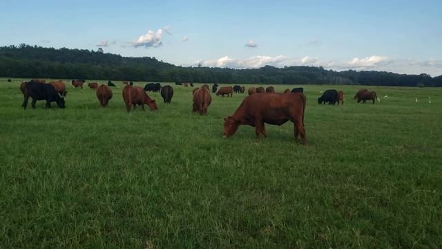 Herd Talk With Austin Dillon - The Farmer, Not The Race Car Driver смотреть онлайн